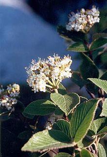 Viburnum maculatum.jpg