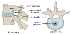 716 Intervertebral Disk.svg