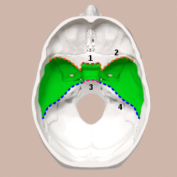 Middle cranial fossa boundaries.svg
