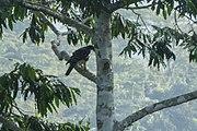 Cassin's Hawk-Eagle - Ghana.jpg