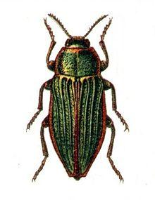 Buprestis splendens, Jacobs37.jpg