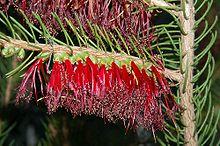 Calothamnus quadrifidus fg01.JPG