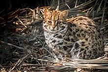 Close-up of a Leopard Cat in Sundarban.jpg