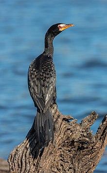 Cormorán africano (Microcarbo africanus), parque nacional de Chobe, Botsuana, 2018-07-28, DD 48.jpg