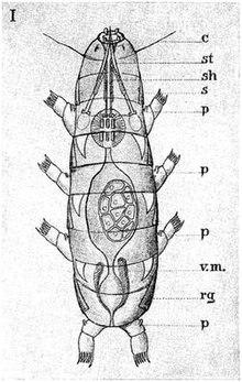 Mesotardigrada.jpg