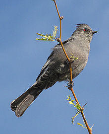 Phainopepla nitens F.jpg