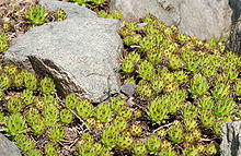 Sempervivum macedonicum 01.jpg