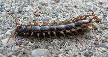Steinläufer (Lithobius forficatus) 1.jpg