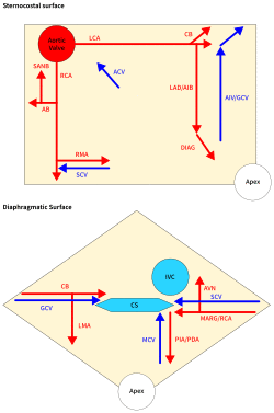Cardiac vessels.svg