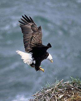 Haliaeetus leucocephalus2.jpg
