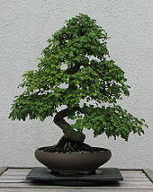 English Hawthorn, 1953-2007.jpg