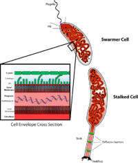 CaulobacterOverview.png