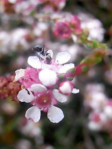 Baeckea brevifolia Batemans Bay.JPG