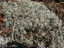 Cladonia rangiferina 205412.jpg