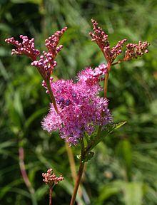Filipendula rubra inflorescence.JPG