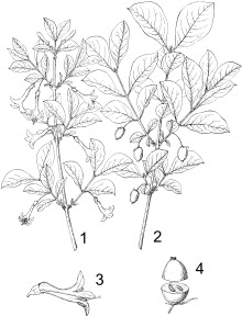 Lonicera-linedrawing1897.svg