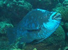 Midnight-parrotfish.png