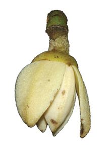 Polyceratocarpus parviflorus (Baker) Ghesq flower.jpg