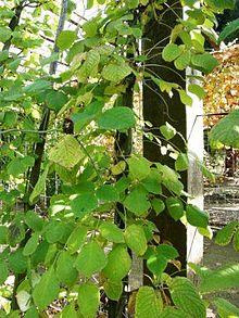 Sinofranchetia chinensis1.jpg