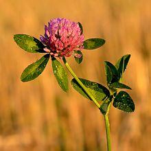 Trifolium pratense - Keila.jpg