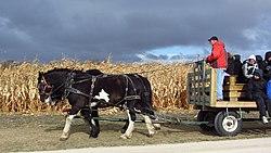 A corn maze in St. Adolphe