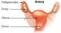 Ovary nih.jpg