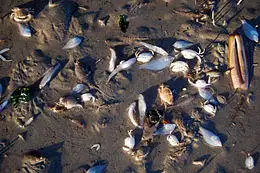 Photo of dozens of dead shellfish lying on mud.