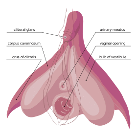 Clitoris Anatomy.svg