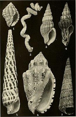 Barbados-Antigua expedition; narrative and preliminary report of a zoological expedition from theUniversity of Iowa to the Lesser Antilles under the auspices of the Graduate College (1919) (14770217284).jpg