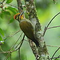 Piculus aurulentus Yellow-browed Woodpecker.jpg