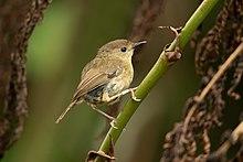 Artherton Scrubwren - Mount Lewis.jpg