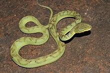 Bomboo Pit Viper Tremeresurus graminus.jpg