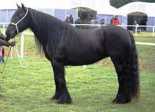 Champion Dales Pony.jpg