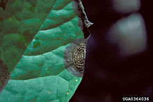 Colletotrichum acutatum 1.jpg