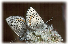 Euphilotes enoptes smithi.jpg