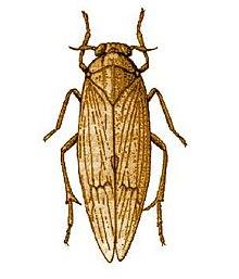 Nilaparvata lugens from CSIRO.jpg