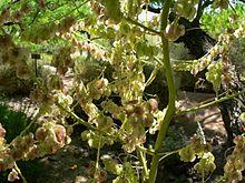 Nolina microcarpa inflorescence 2.jpg