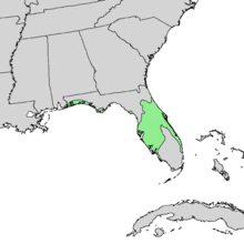 Pinus clausa range map 1.png