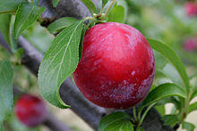 Plum on tree.jpg