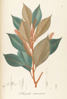Rhopala tomentosa Pohl87.png