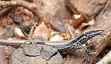 Soutpansberg Rock Lizard.jpg