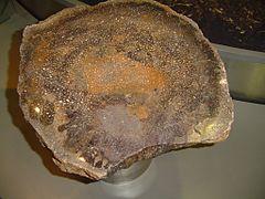 Petrified-Forest-Chemnitz4.JPG