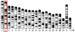 Chromosome 2 (mouse)