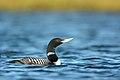 Yellow-billed Loon Chipp South 8-12-13 Ryan Askren.jpg