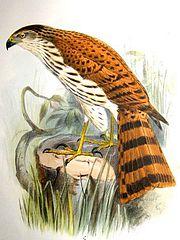 Accipiter rhodogaster.jpg