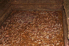 Bagoong.jpg