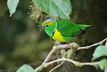 Chlorophonia callophrys 06.jpg