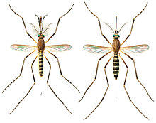 Culex quinquefasciatus E-A-Goeldi 1905.jpg