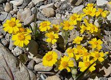 Eriophyllum wallacei 6.jpg