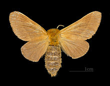 Malacosoma franconicum MHNT CUT 2011 0 446 Huez female dos.jpg